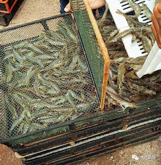 出蝦27斤/立方，連續(xù)三造成功后，工廠化養(yǎng)蝦在他看來并不難！