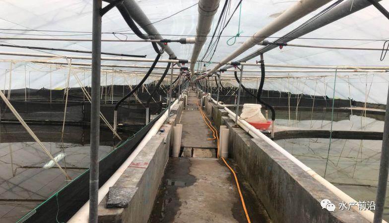 出蝦27斤/立方，連續(xù)三造成功后，工廠化養(yǎng)蝦在他看來并不難！